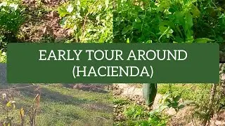 Early tour around our farm/fields.Lots of organic vegetables.