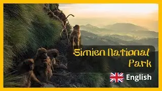Epic Adventures in Simien National Park: Mountain Ibexes and Ethiopian Wolves