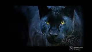 🌺🌱Panther Meditation Therian (First time doing one of Panthers!!)🐾🌴