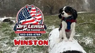 Winston | King Charles Cavalier | Best Trained Dogs of Portland | Oregon Off Leash Dog Training