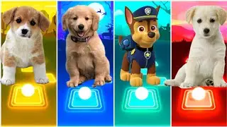 CUTE CATS VS DOGS VS WAKA WAKA VS DOG | TILES HOP EDM RUSH