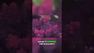 Tap the👆LINK ABOVE👆to Watch the Full Video - Reef Tank Additives & Dosing