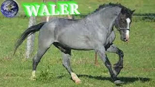 TOP Beautiful Waler Horse in the World!