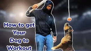 How to workout your American bully