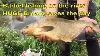 Barbel on the big river - huge bream saves the day