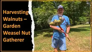 #314:  Harvesting Black Walnuts with a Garden Weasel Nut Gatherer (the easy way)