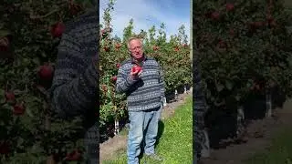 It's Honeycrisp apple season at Untiedt's!