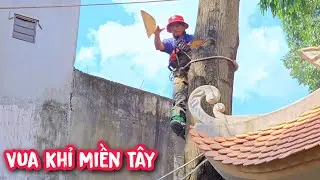 Vua Khỉ cưa hạ gốc cây Sao vô cùng nguy hiểm khi có mối nguy hiểm c.h.ế.t người ở kế bên.
