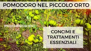 Pomodoro: concimi e trattamenti essenziali piccolo Orto