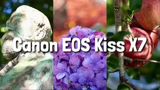 【作例紹介】『ぼけ感』にこだわった写真５選！Canon EOS kiss X7はいいカメラだぞい