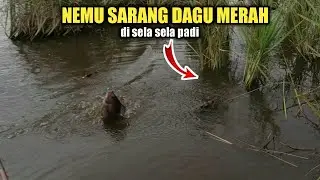 SELA SELA PADI !! jadi sarang nila dagu merah || mancing nila liar nyobok