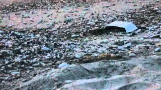 Creole Crab Excavation