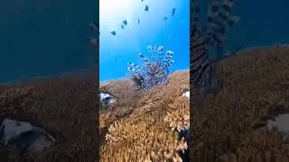 Esp: 1 Underwater nature and all kinds of fish