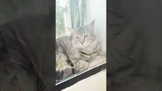 beautiful cat with mirror #facebook #cat #instagram #animals #saudiarabia