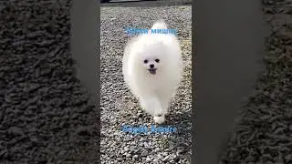 Померанский шпиц, тип мишка, мини маг #dog #pomeranian #puppy #купитьшпица #pets #mini #doglover #шп