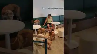 Bark! #barking #barkingbean #caf&eacute; #Singapore #pups and #pooch #dogsdayout #wholetthedogsout