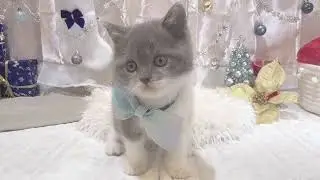 ペットショップ犬の家＆猫の里富士店　No.197943　ブリティッシュショートヘア