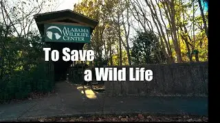 To Save a Wild Life - The story of the Alabama Wildlife Center's mission to save our precious biome.