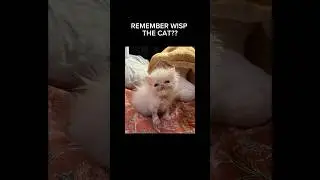 блуждающий огонек, 2 сезон