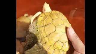 Nuevo ejemplar de tortuga albina y almacenamiento del mix de alimento.