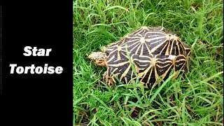 Star Tortoise Eating Foods | Sri Lanka - One of the Most Threatened Tortoises in the World