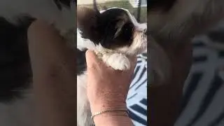 Heavenly Heirlooms Mr Lucky… six weeks old AKC Biewer Terrier