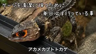 アカメカブトトカゲと毎日必ず行っている事