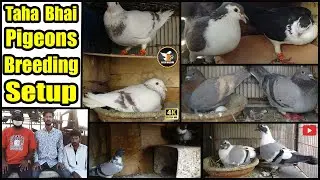 Pigeons Amazing Breeding Setup Of Taha Bhai | Khaal,Kalay Desi,Ghaghray,Patais,Sherazi,Lal Jogiye