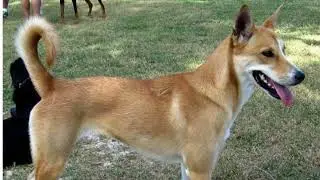 Carolina Dogs part 3