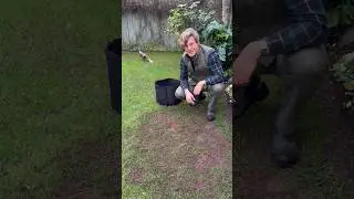 Winter Lawn Over-seed