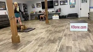 Auggie Dutch Shepherd Presa Canario Mix - Week 1 K9one Dog Training