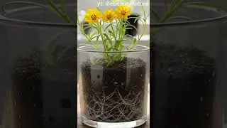 Pure sunshine in flower form #shorts #timelapse #flowers