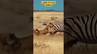 The lions are trying to catch the zebra #shorts #lion #attack #zebra