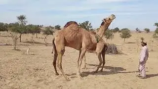 Camels Animals of thar 
