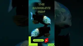 The Barreleye Fish #shorts #science