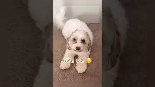 Do you think I&rsquo;m a delight? 🤗 Give me a like if you think so 🐾💛#cuteanimal #puppy #fluffypuppies