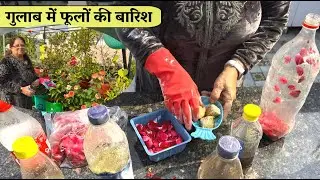 Rose Plant के लिए Best Flower Booster 🌹 एक बार डालो Maximum Flowers