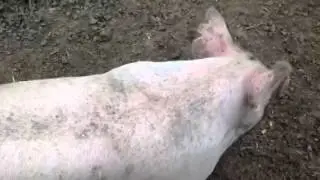 Crazy pig