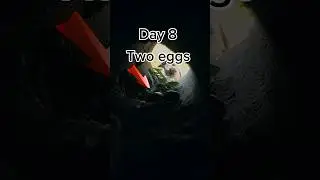 How bird lay eggs 🐦|Sparrow journey|part 1 #Videography#BirdShorts#birdshorts #ytshorts#shortsviral