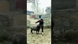 Sheeps of Kashmir #kangra #sheepsheadfishing #bigsheep #blackpink #highbreed