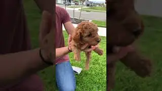 Щенки мини-голдендудля (Utah Goldendoodles)