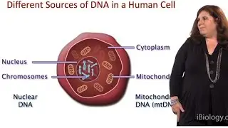 Evolutionary Analysis of DNA from Different Sources - Sarah Tishkoff (U. Pennsylvania)