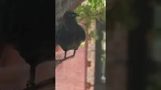 Crow Gets His Rocks Off #college #ai #love