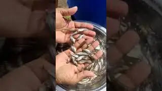 pangas for sale  phone no.8839309194