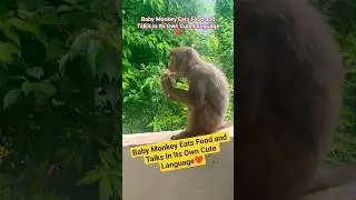 Baby Monkey Eats Food and Talks in Its Own Cute Language❤#monkey #nature #animals #cute #shortsfeed