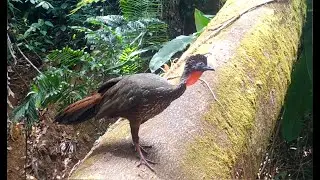 Crested Guan - Tico Times