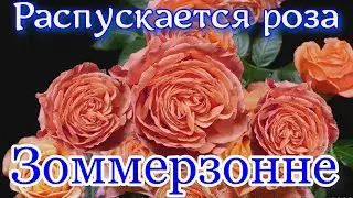Как распускается роза Зоммерзонне (Флорибунда) - Sommersonne (Kordes Германия, 2008)