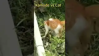 Komodo vs Cat! fighting!#shorts #wildlife