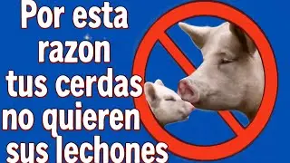 &iquest;Por qu&eacute; mi cerda no quiere a sus lechones? #geneticaporcina #porcicultura #cerdos #lechones s