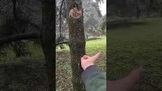 Flying squirrel, Funny cat videos, cute cats, try not to laugh, cat video compilation